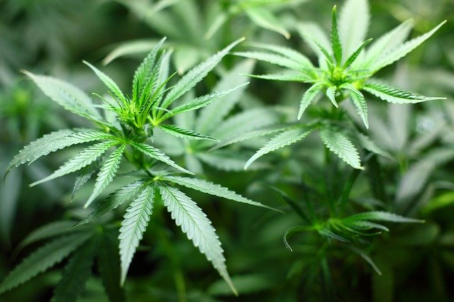 Non solo fumo: i semi di cannabis trovano spazio a tavola
