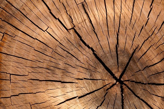 Come riconoscere i tarli del legno e procedere alla disinfestazione